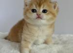 Golden - British Shorthair Kitten For Sale - Vancouver&comma; WA&comma; US