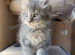 Magnate - Maine Coon Kitten For Sale - Denver&comma; CO&comma; US