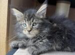 Lucy - Maine Coon Kitten For Sale - Denver&comma; CO&comma; US