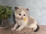 Mink & Traditonal Litter - Ragdoll Kitten For Sale - Ionia&comma; MI&comma; US