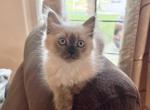 Himalayan Seal Point  Cocoa - Domestic Kitten For Sale - 