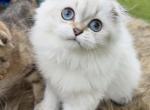 Golden shaded point girl - Scottish Fold Kitten For Sale - 