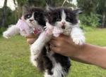 Black bicolor LH sisters - Scottish Straight Kitten For Sale - Sun City Center&comma; FL&comma; US