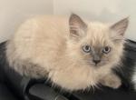 Cookie - Domestic Kitten For Sale - Annandale&comma; VA&comma; US