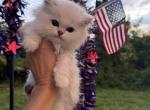 Black silver chinchilla boy - Scottish Straight Kitten For Sale - 