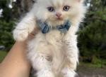 Red point LH BOY - Scottish Straight Kitten For Sale - 