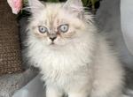 PO12 Finn Male Lilac Point Himalayan Doll Face - Himalayan Kitten For Sale - Lacey&comma; WA&comma; US
