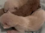 Lattes litter - Ragdoll Kitten For Sale - Mc Minnville&comma; TN&comma; US