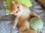 Ethan - British Shorthair Kitten For Sale - 