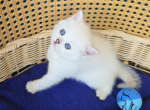 Aster - Scottish Straight Kitten For Sale - TN&comma; US