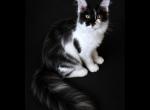 Lily - Maine Coon Kitten For Sale - Pewaukee&comma; WI&comma; US