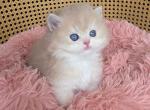Elvis - British Shorthair Kitten For Sale - TN&comma; US