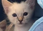 Balinese lynx Girl Pink collar - Balinese Kitten For Sale - Wayland&comma; MA&comma; US