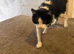Mr whisker - Domestic Cat For Adoption - Cleveland&comma; OH&comma; US