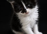 Cookie Polydactyl Maine Coon - Maine Coon Kitten For Sale - Pewaukee&comma; WI&comma; US