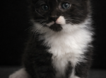 Cupcake Polydactyl Maine Coon - Maine Coon Kitten For Sale - Pewaukee&comma; WI&comma; US