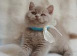 British Ulysses - British Shorthair Kitten For Sale - Empire State&comma; NY&comma; US