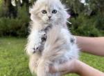 Blue Mink girl - Scottish Fold Kitten For Sale - Sun City Center&comma; FL&comma; US