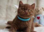 British Ugo - British Shorthair Kitten For Sale - Empire State&comma; NY&comma; US