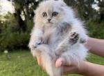 Blue point boy - Scottish Fold Kitten For Sale - Sun City Center&comma; FL&comma; US