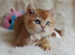 British Teddy - British Shorthair Kitten For Sale - Empire State&comma; NY&comma; US