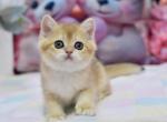 British Fluffy - British Shorthair Kitten For Sale - Empire State&comma; NY&comma; US