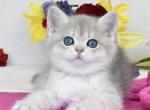 British Feya - British Shorthair Kitten For Sale - Empire State&comma; NY&comma; US