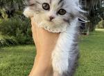 Black silver marble Fold boy - Scottish Fold Kitten For Sale - Sun City Center&comma; FL&comma; US