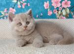 British Gabby - British Shorthair Kitten For Sale - Empire State&comma; NY&comma; US
