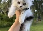 Black silver harlequin Fold boy - Scottish Fold Kitten For Sale - Sun City Center&comma; FL&comma; US