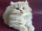British Archi - British Shorthair Kitten For Sale - Empire State&comma; NY&comma; US