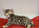 Mystify - Bengal Kitten For Sale - Valparaiso&comma; IN&comma; US