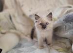 Everest - Ragdoll Kitten For Sale - Reading&comma; PA&comma; US