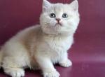 British Alisa - British Shorthair Kitten For Sale - Empire State&comma; NY&comma; US