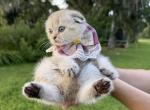 Mink Fold girl - Scottish Fold Kitten For Sale - Sun City Center&comma; FL&comma; US