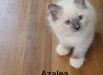 Azalea - Ragdoll Kitten For Sale - 
