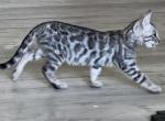 Silver male - Bengal Kitten For Sale - 