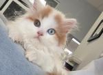 RARE ODD VAN boy - Scottish Straight Kitten For Sale - Sun City Center&comma; FL&comma; US
