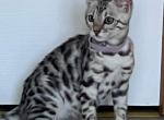 Silver Girl - Bengal Kitten For Sale - Morrisonville&comma; NY&comma; US