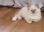 Ruby - Ragdoll Kitten For Sale - Reading&comma; PA&comma; US