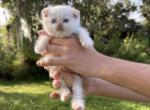 Red point boy - Scottish Fold Kitten For Sale - Sun City Center&comma; FL&comma; US