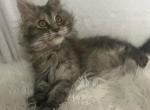 Maine Coon Female - Maine Coon Kitten For Sale - Morrisonville&comma; NY&comma; US