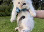 Point shaded boy - Scottish Fold Kitten For Sale - Sun City Center&comma; FL&comma; US