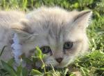 Mink tabby girl - Scottish Straight Kitten For Sale - Sun City Center&comma; FL&comma; US