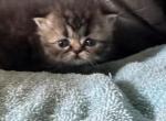 Fluffy - Persian Kitten For Sale - 