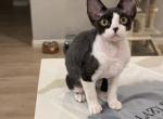 Pandaa - Devon Rex Kitten For Sale - Fontana&comma; CA&comma; US