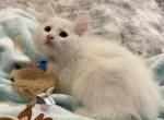 Duchess of FirCountry Siberians - Siberian Kitten For Sale - Castle Rock&comma; WA&comma; US