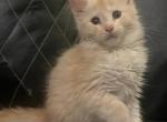Kneesa Litter - Maine Coon Kitten For Sale - 