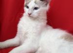 SnowBall Male V face Radgoll - Ragdoll Kitten For Sale - 