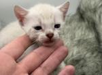 Dolly - Bengal Kitten For Sale - ME&comma; US